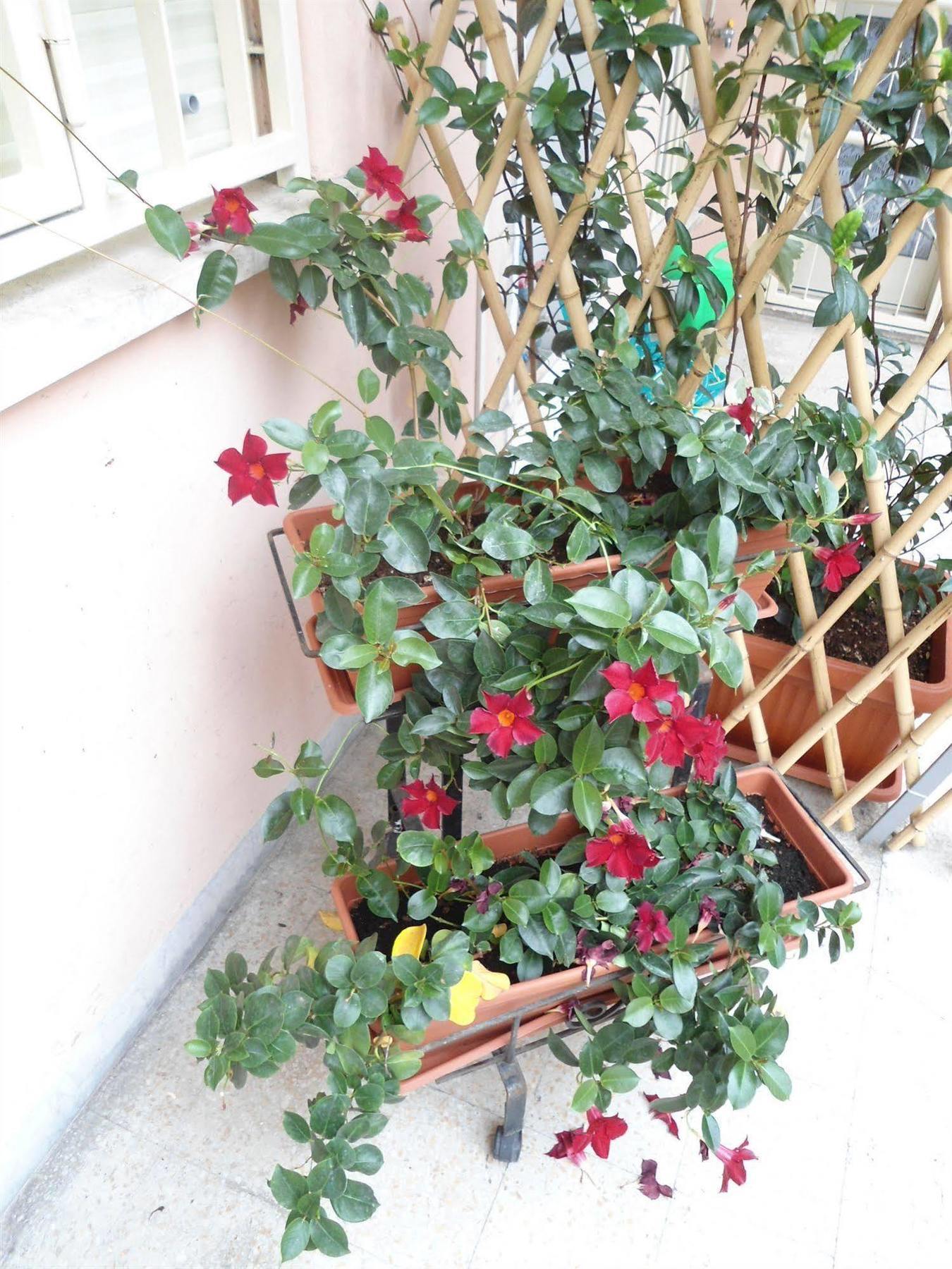 Altobelli B&B Rome Luaran gambar
